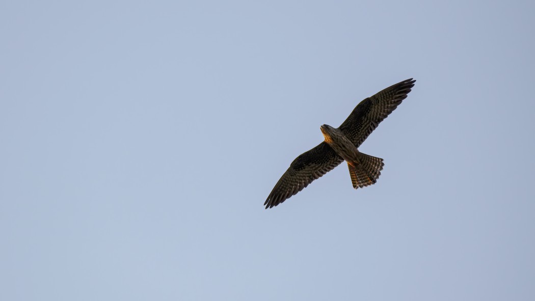 Eleonora`s Falcon