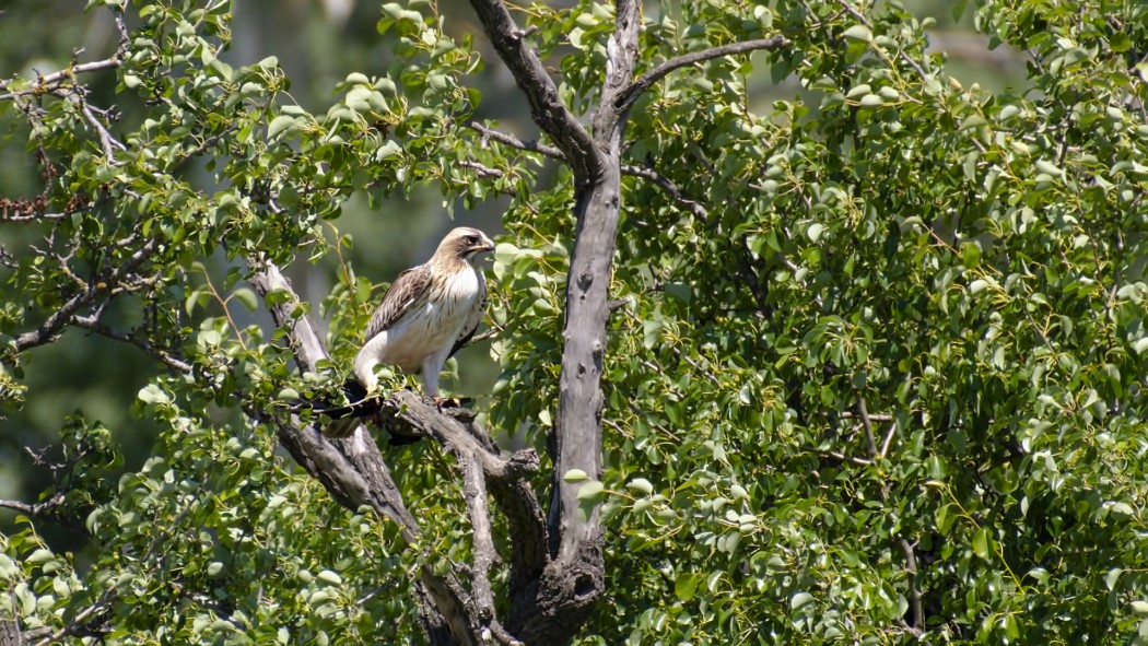 Booted Eagle