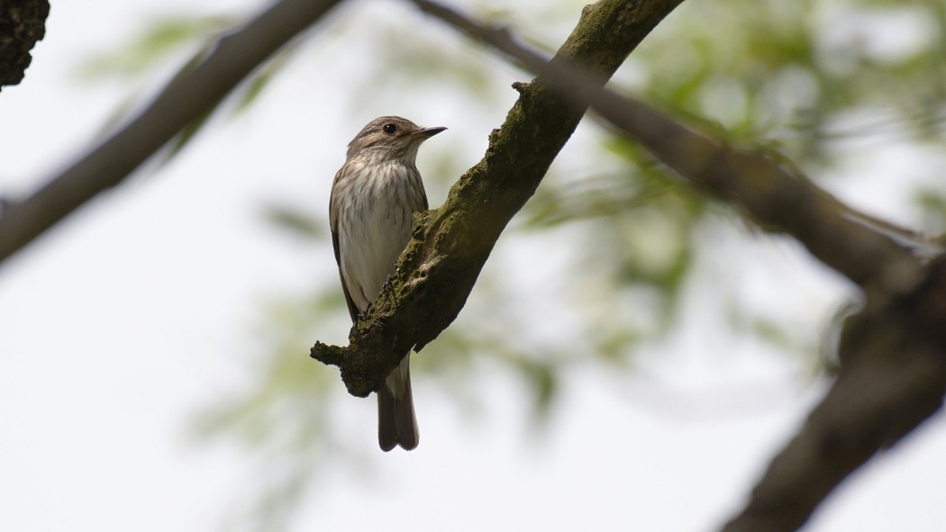 Spotted Flycatcher