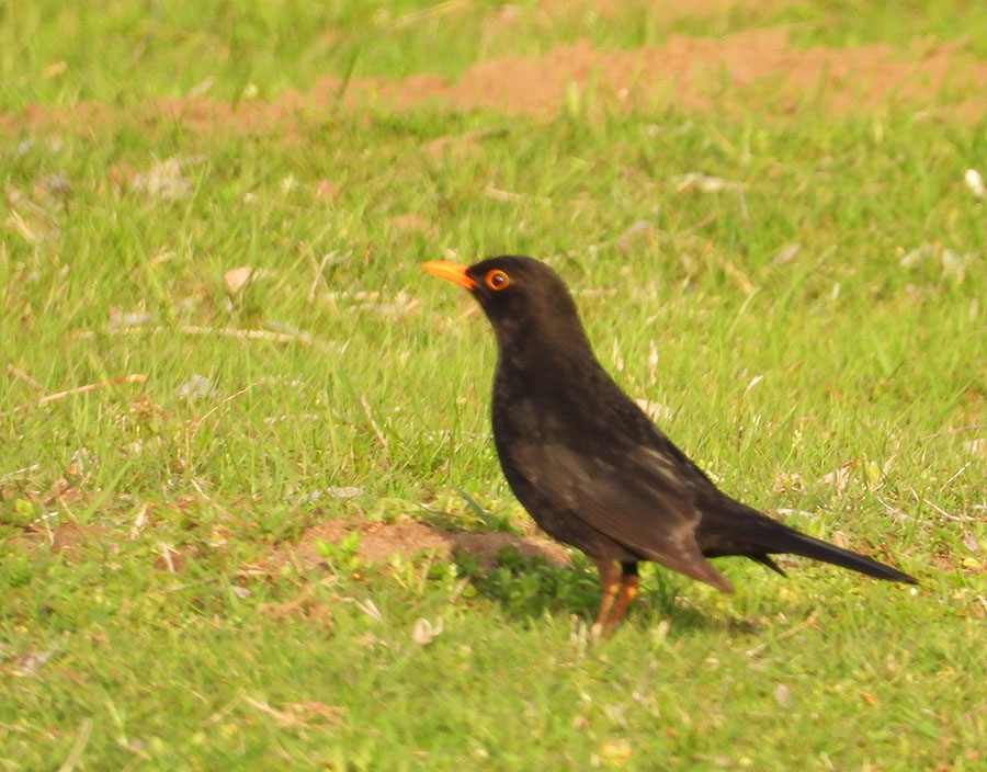 Common Blackbird