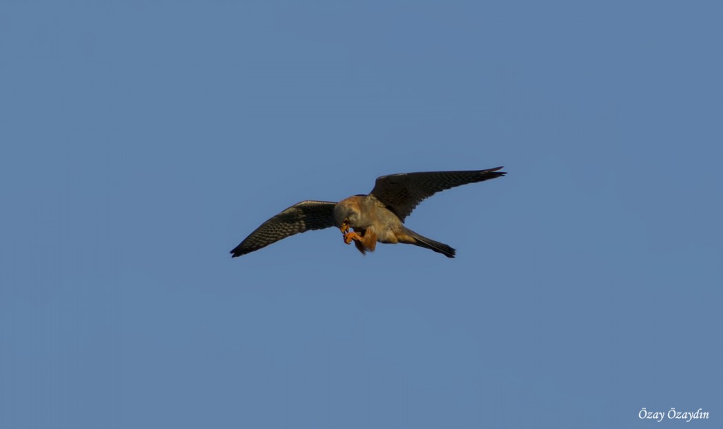 Red-footed Falcon