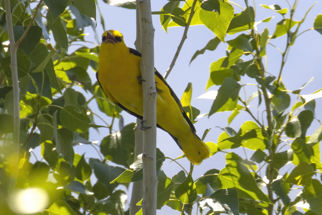 Eurasian Golden Oriole