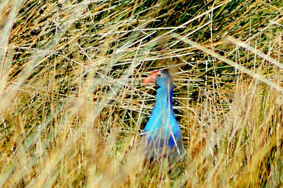 Grey-headed Swamphen