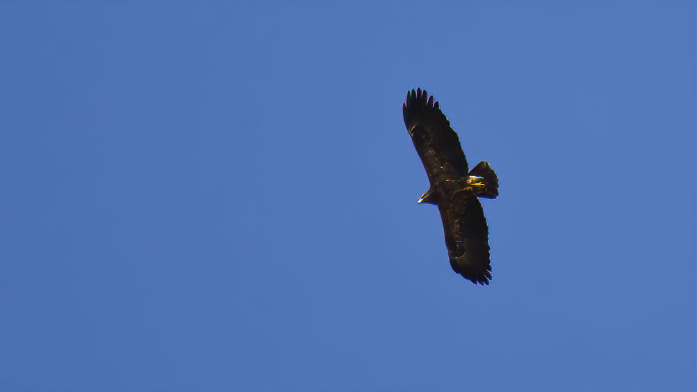 Lesser Spotted Eagle