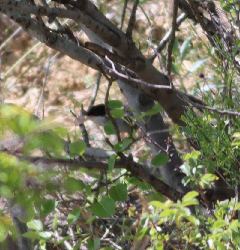 Sardinian Warbler