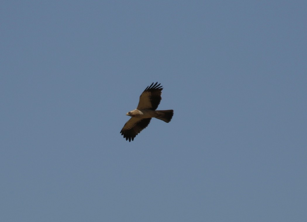 Booted Eagle