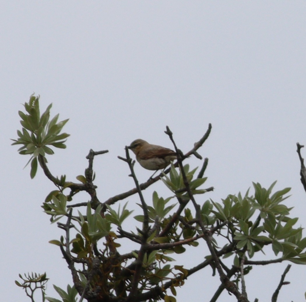 Northern Wheatear