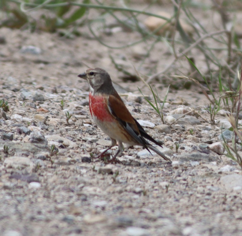 Common Linnet