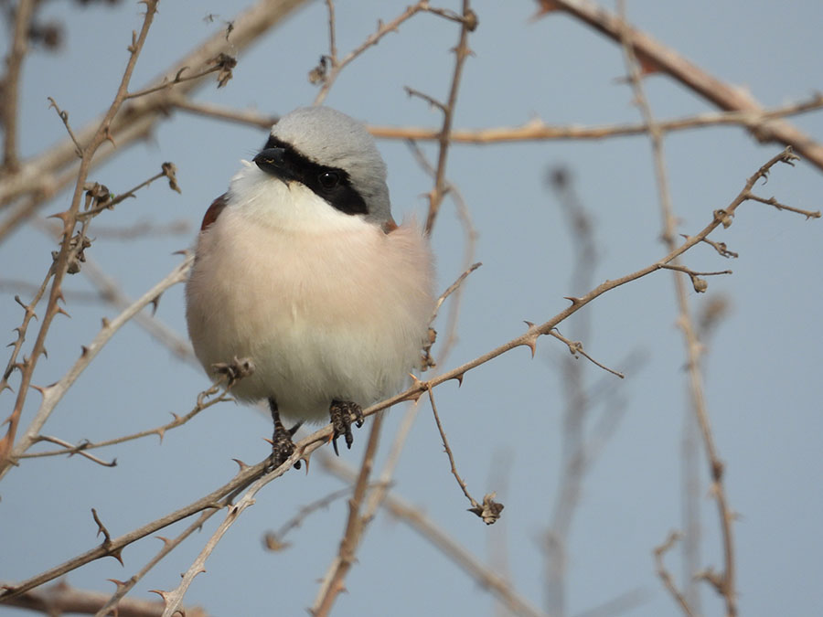 Red-backed Shrike