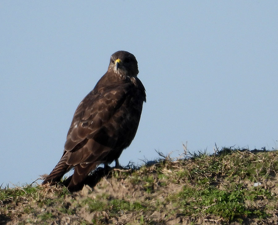 Common Buzzard