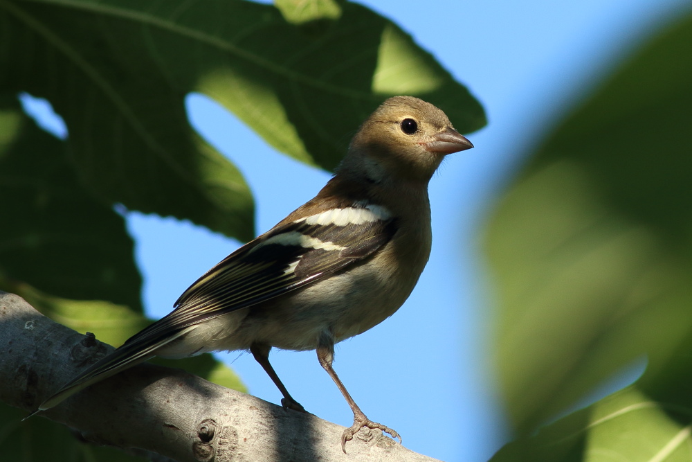 Eurasian Chaffinch