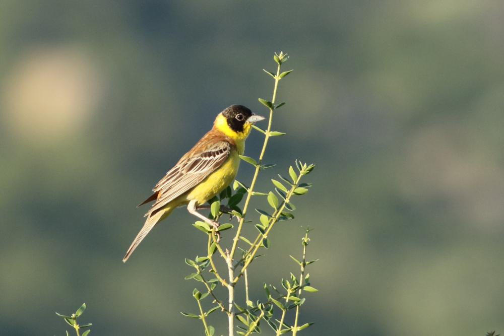 Black-headed Bunting