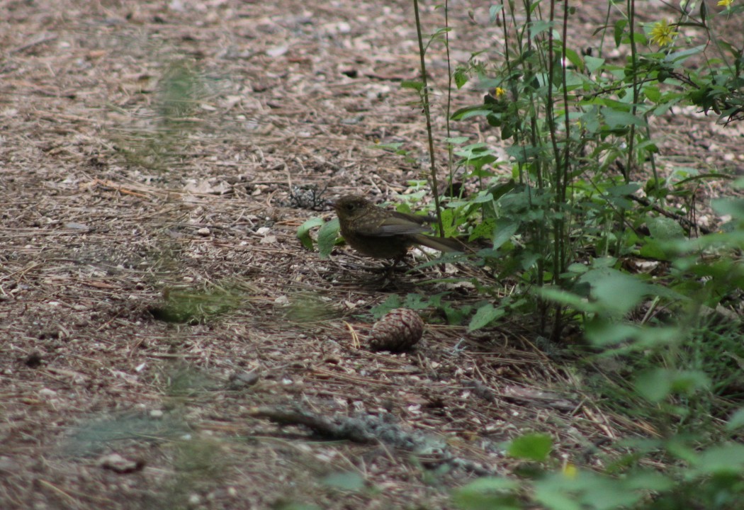 European Robin