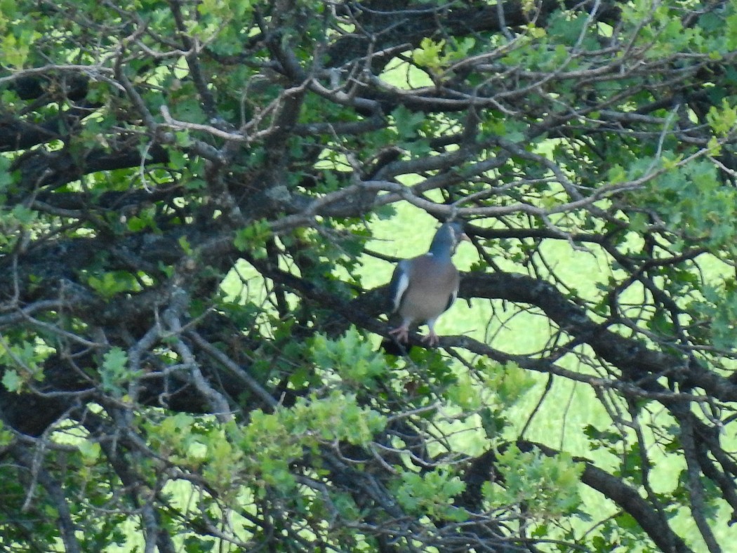 Common Wood Pigeon