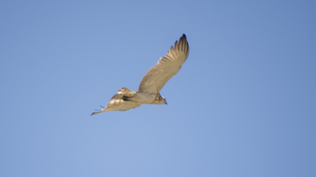 Short-toed Snake Eagle