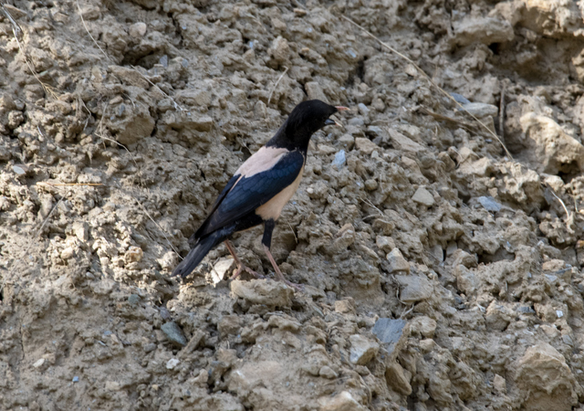 Rosy Starling