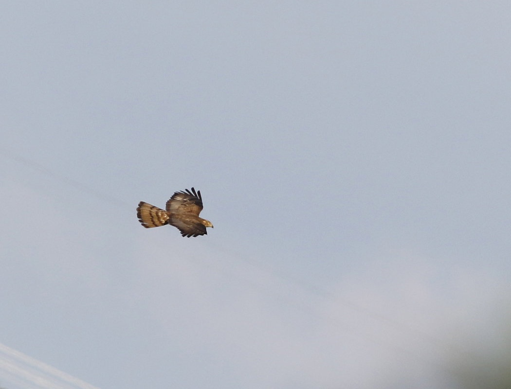 European Honey Buzzard
