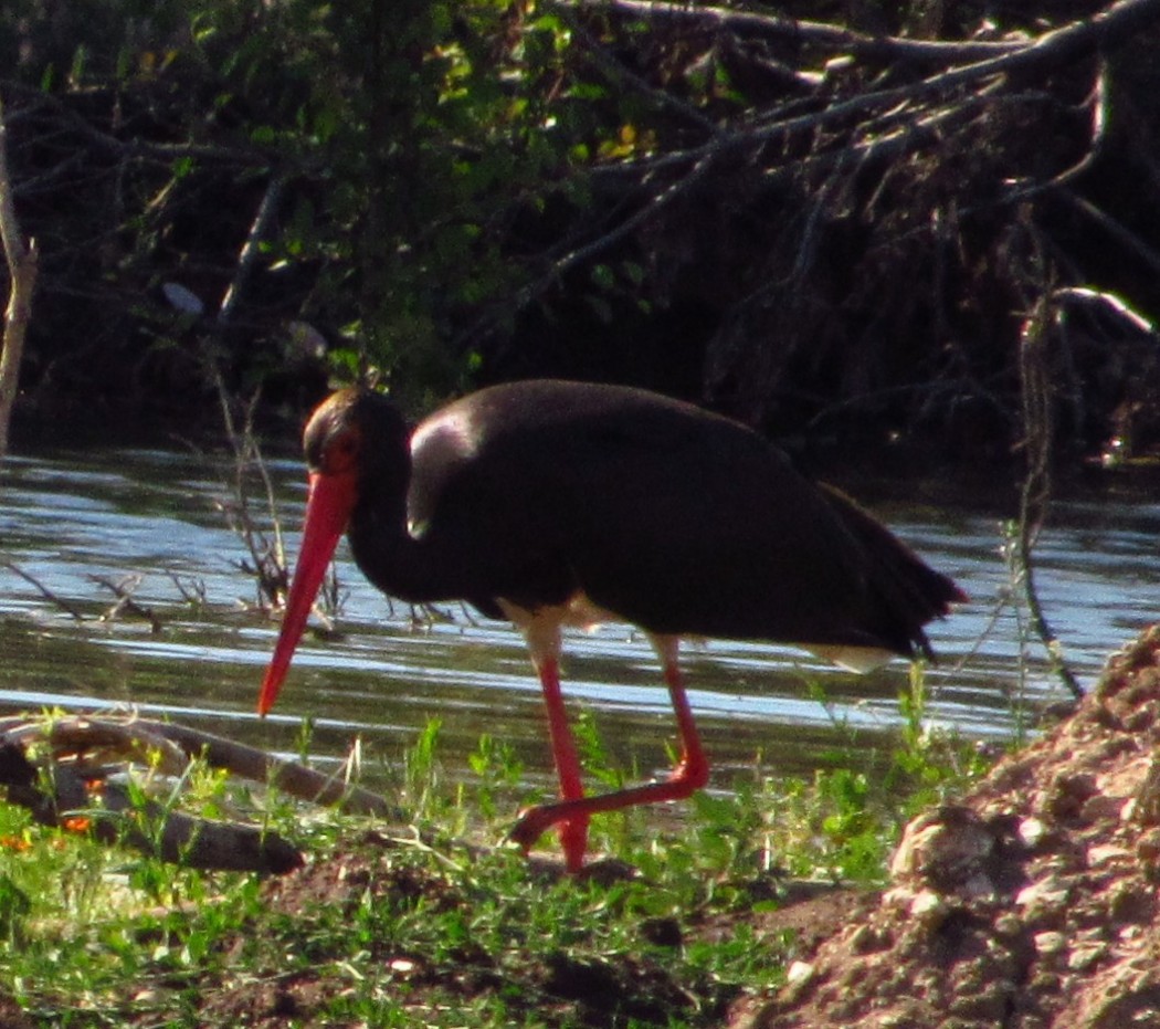 Black Stork