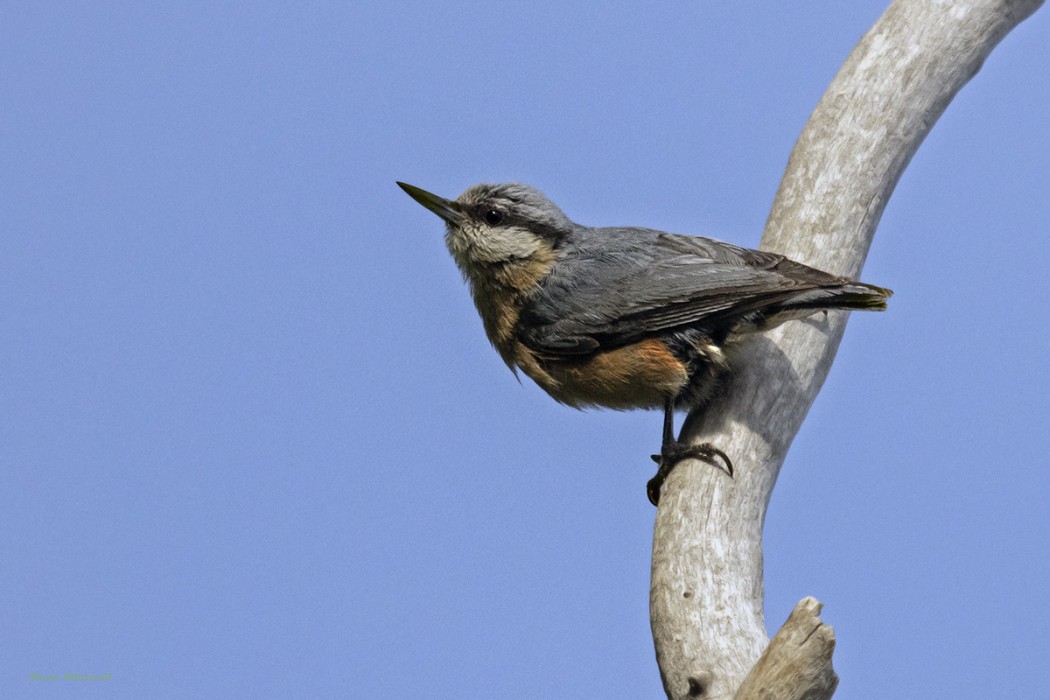 Eurasian Nuthatch