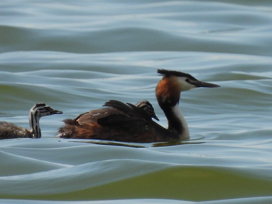 Great Crested Grebe