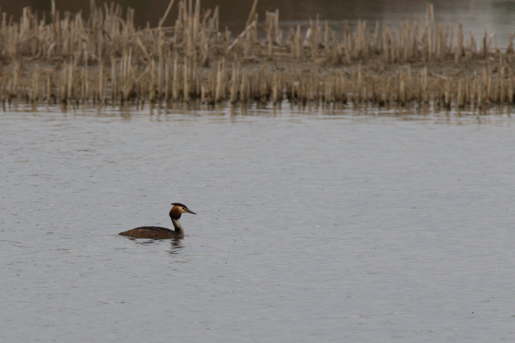 Great Crested Grebe