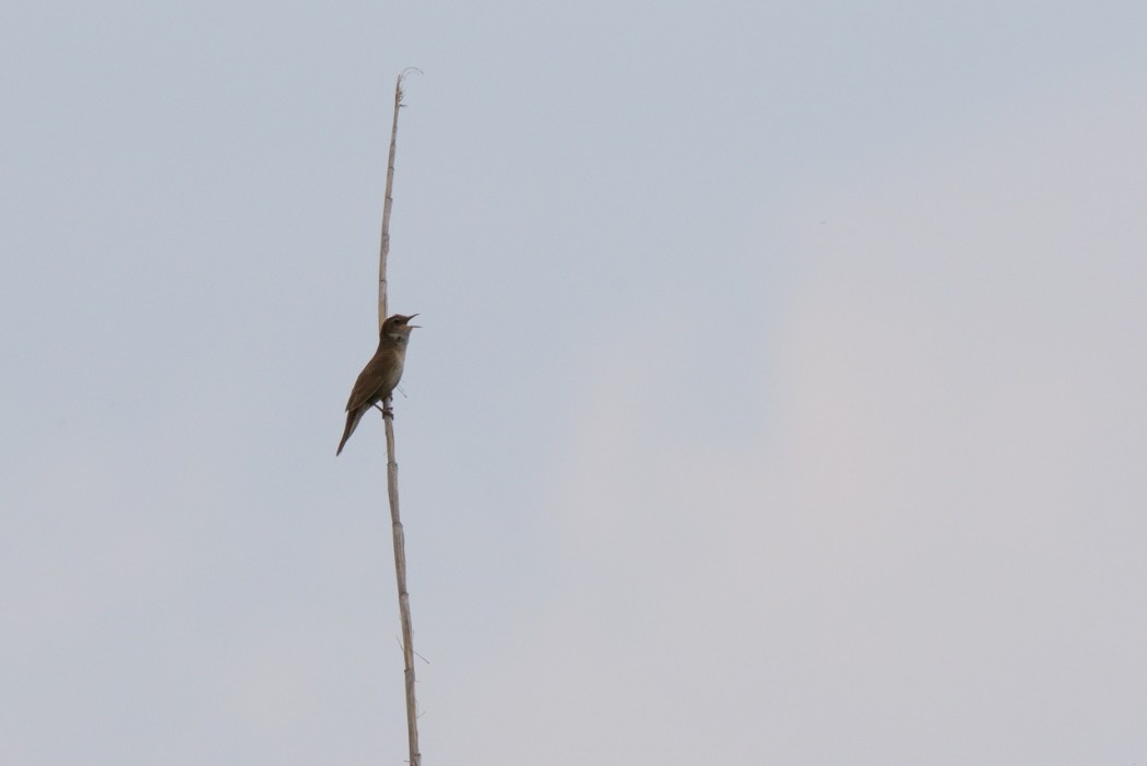 Savi`s Warbler