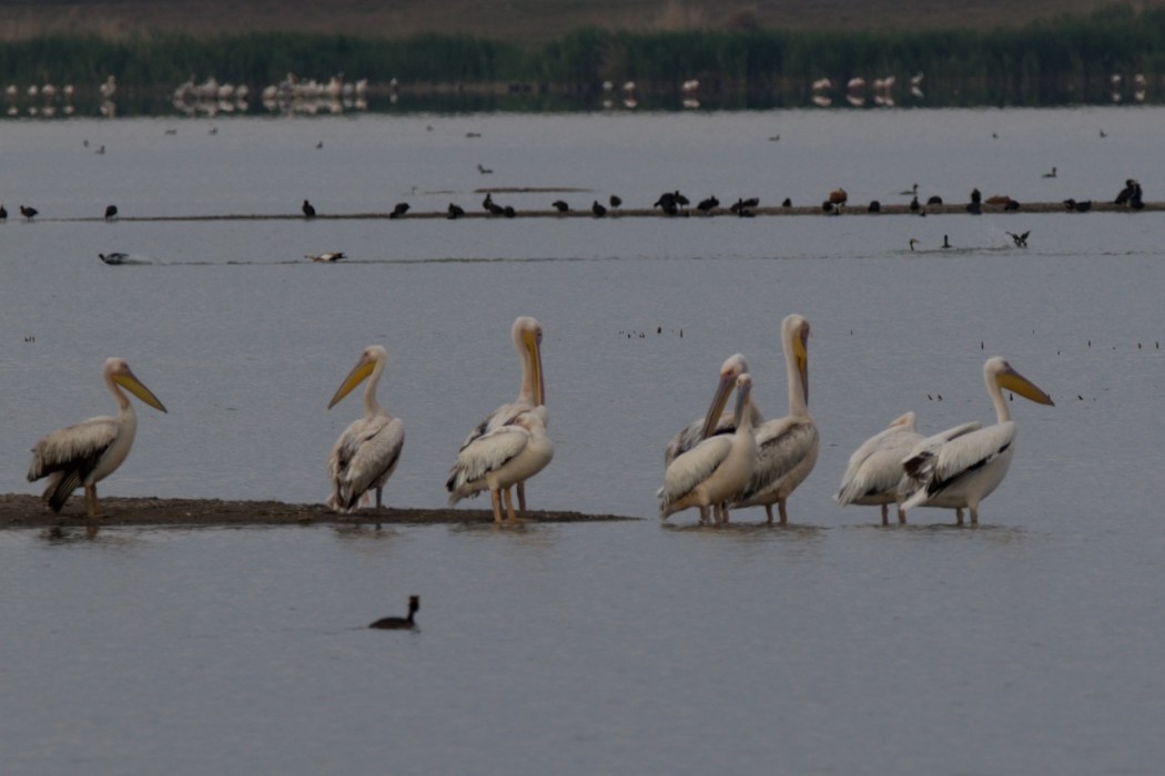 Great White Pelican