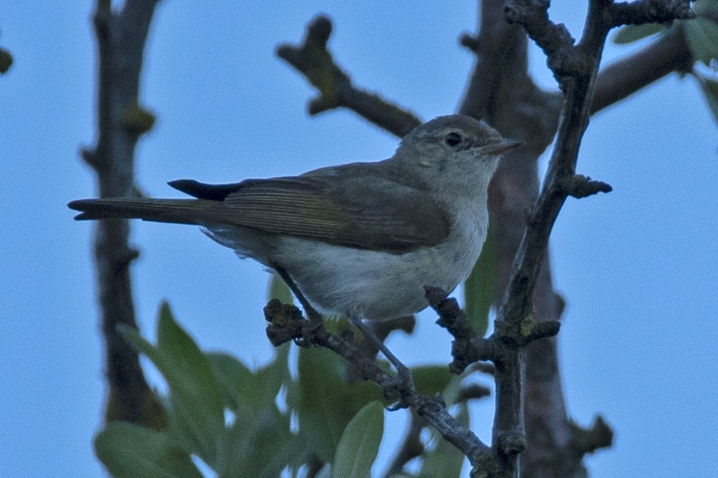 Eastern Bonelli`s Warbler