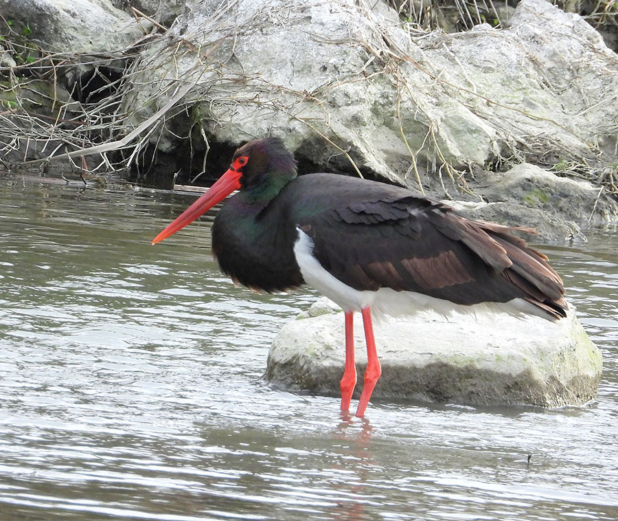 Black Stork
