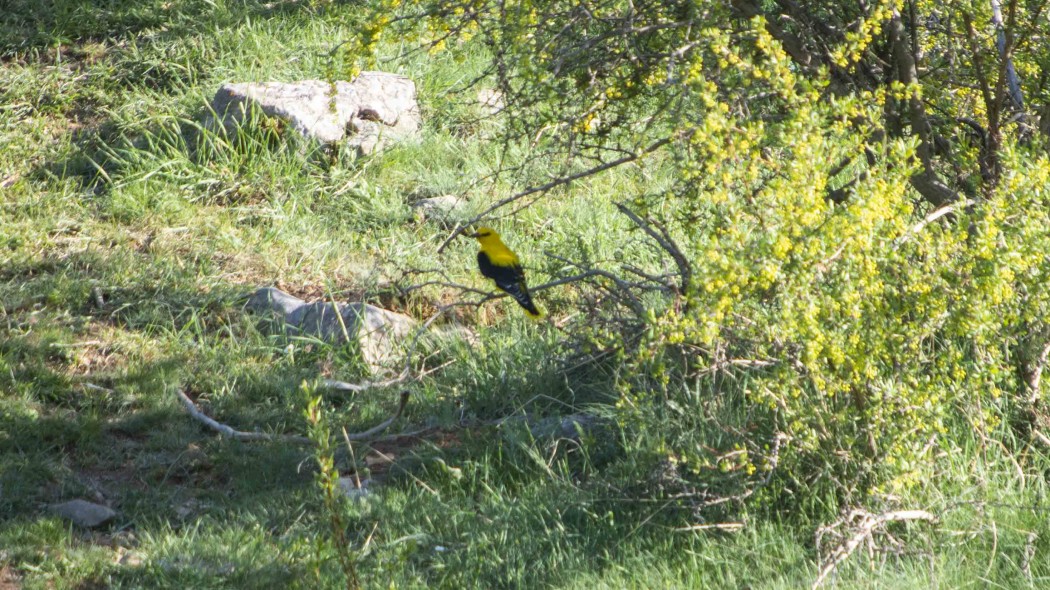 Eurasian Golden Oriole