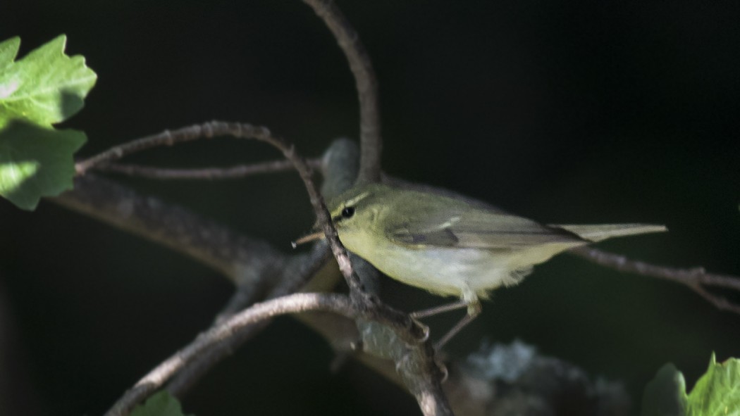 Green Warbler
