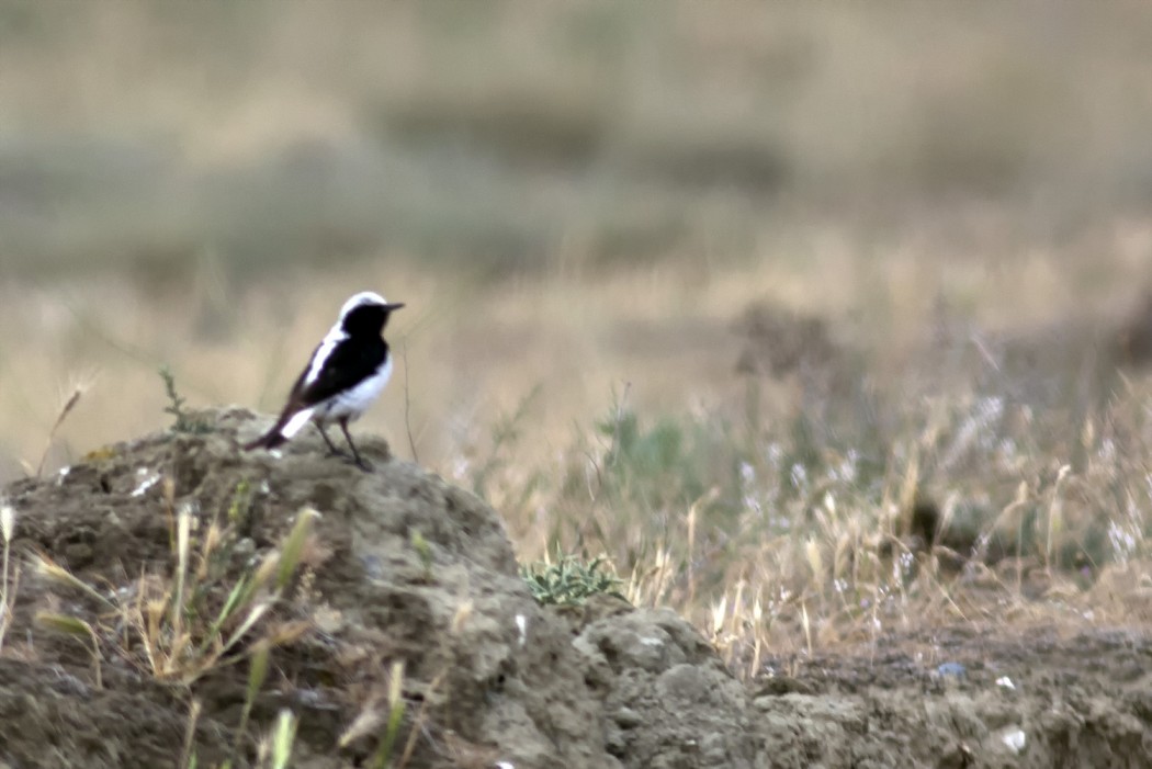 Finsch`s Wheatear