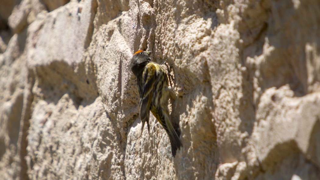 Kara İskete