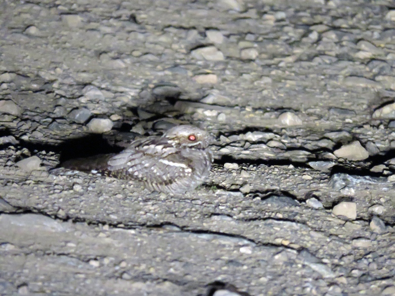 European Nightjar