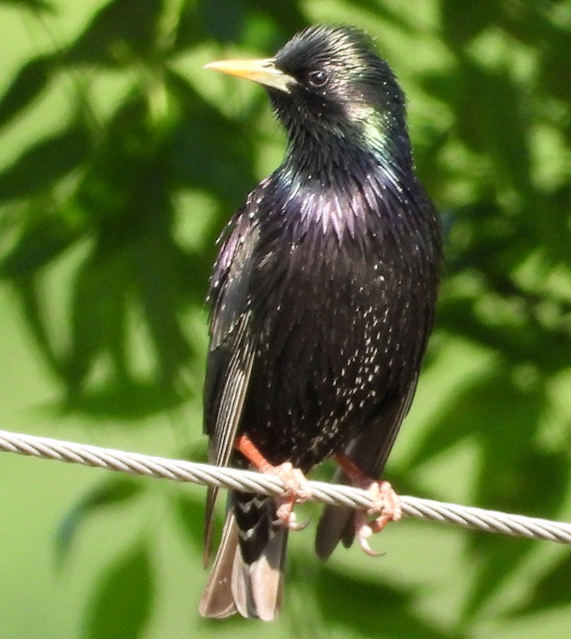 Common Starling