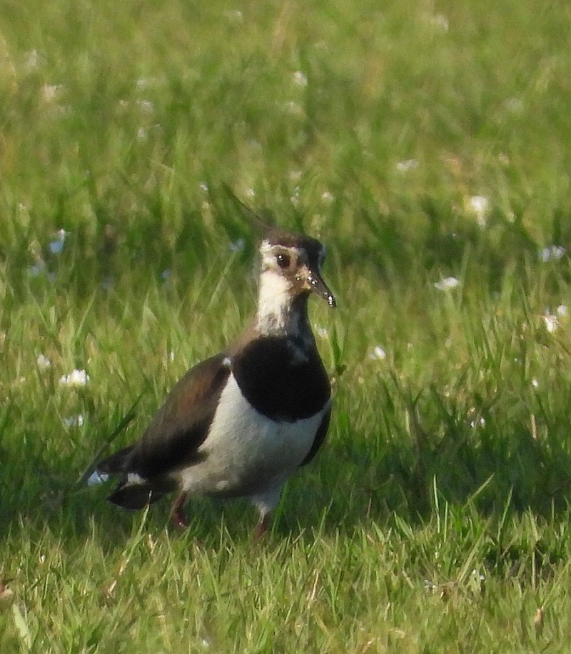 Northern Lapwing