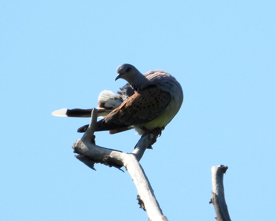 European Turtle Dove