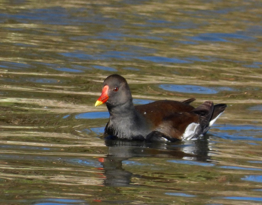 Common Moorhen
