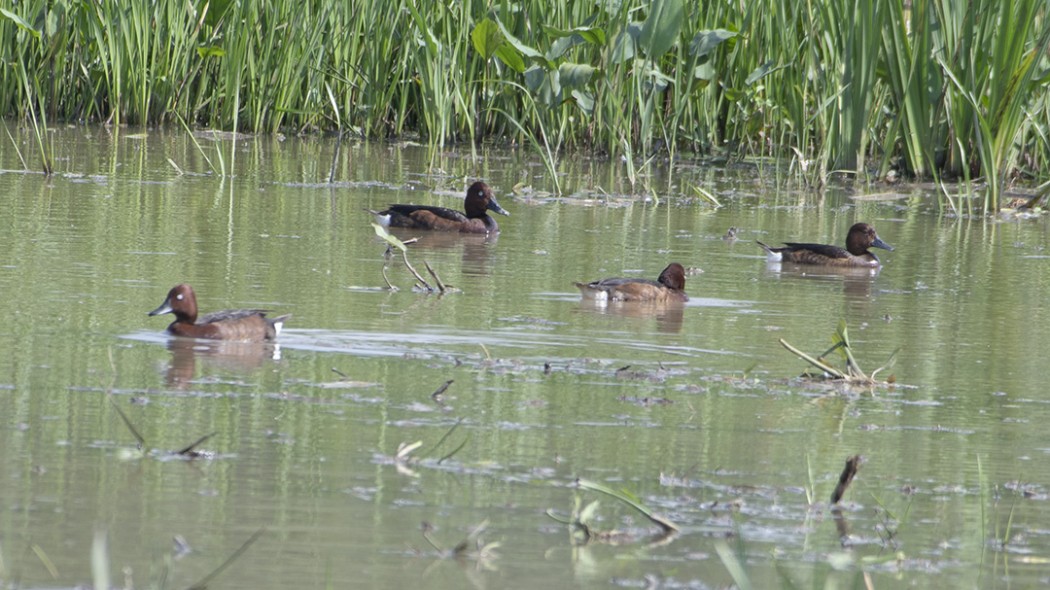 Ferruginous Duck