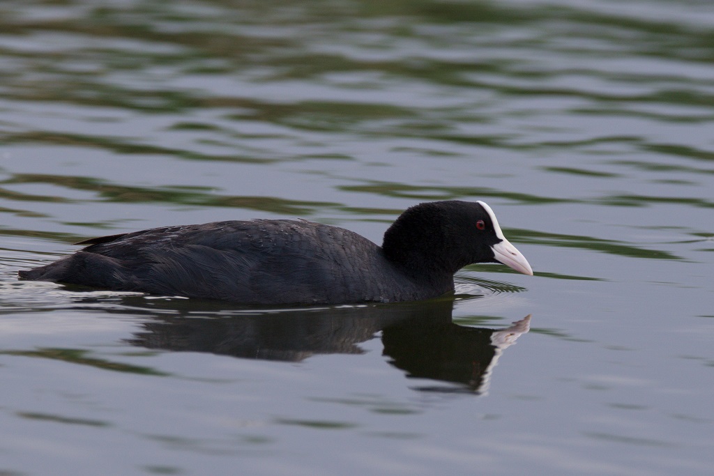 Eurasian Coot
