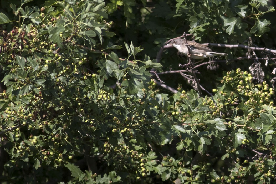 Common Whitethroat
