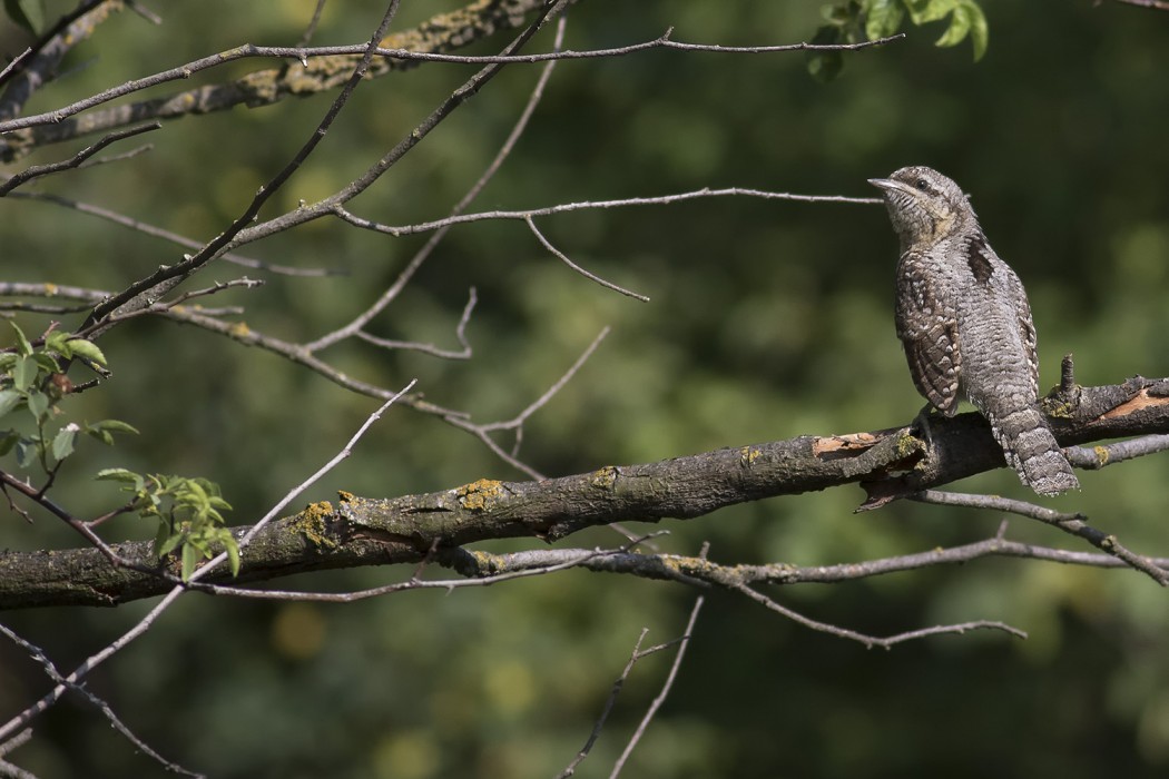 Eurasian Wryneck