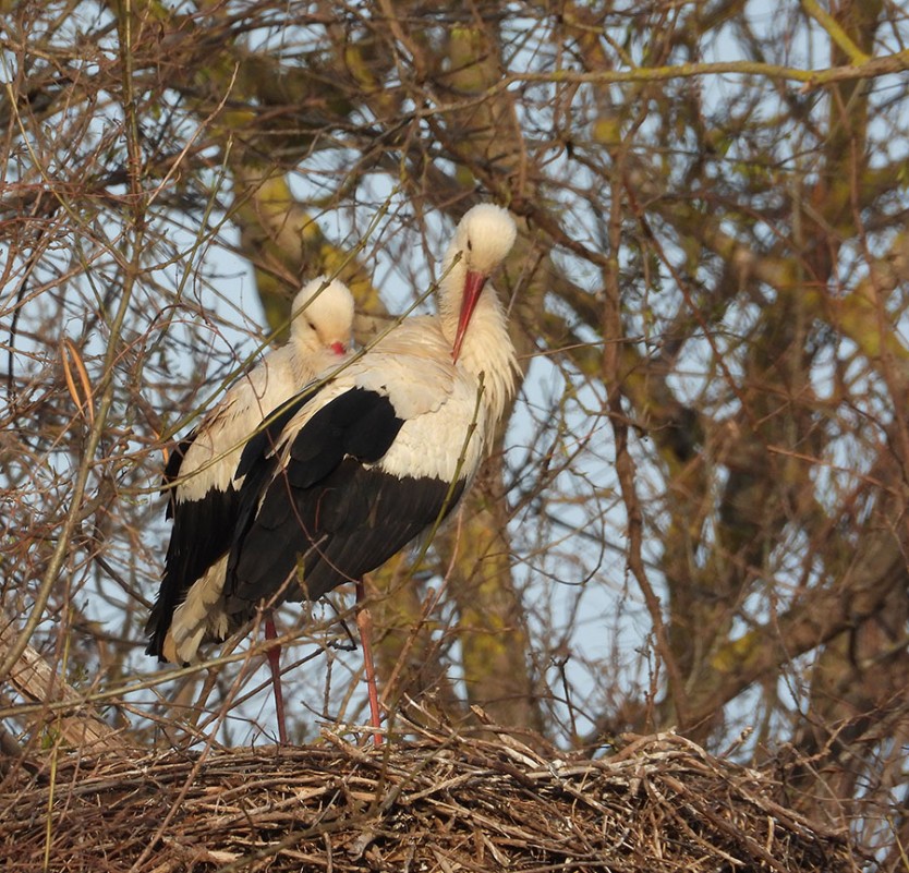 White Stork