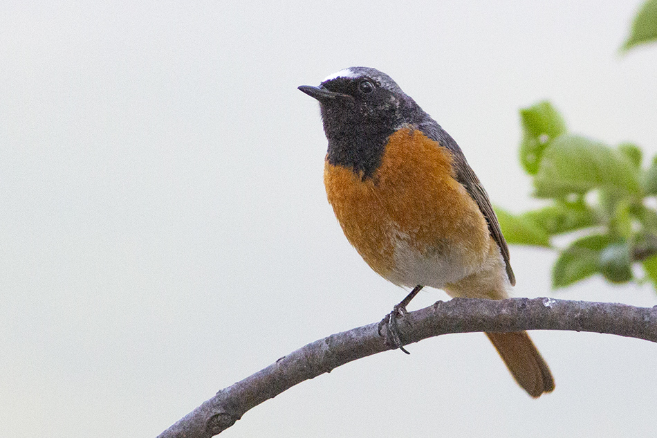Common Redstart