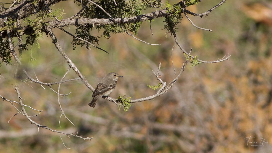 Spotted Flycatcher