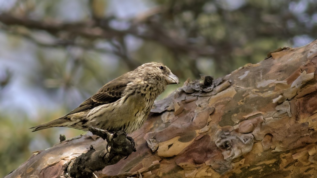 Red Crossbill