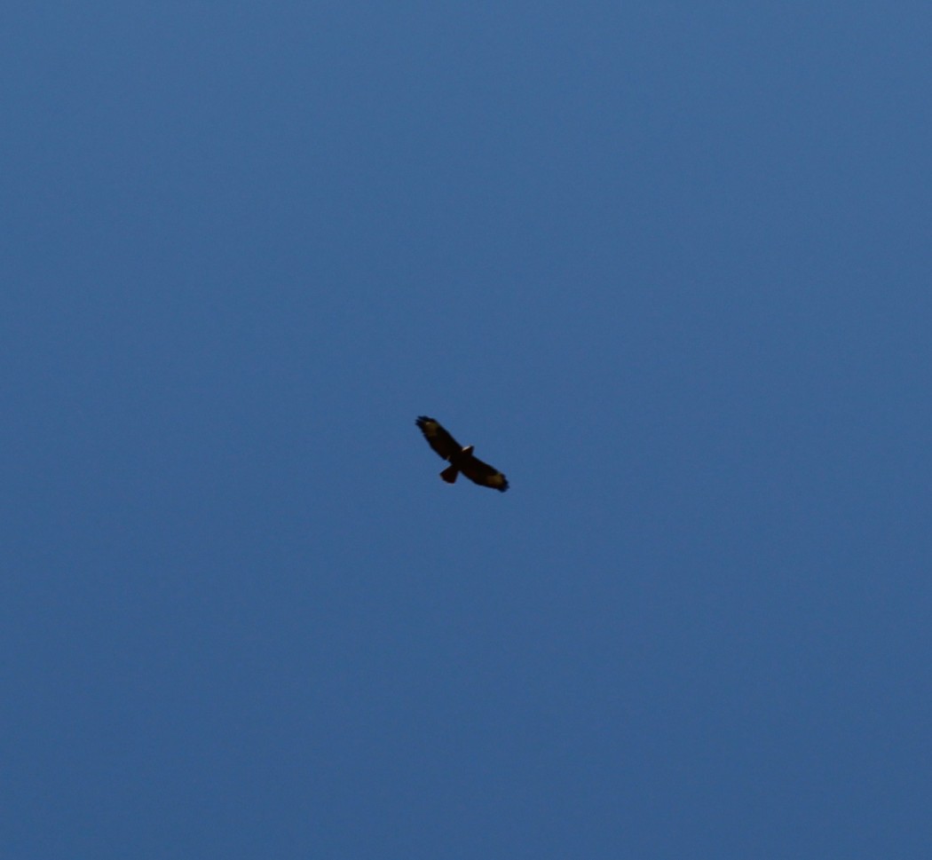 Common Buzzard