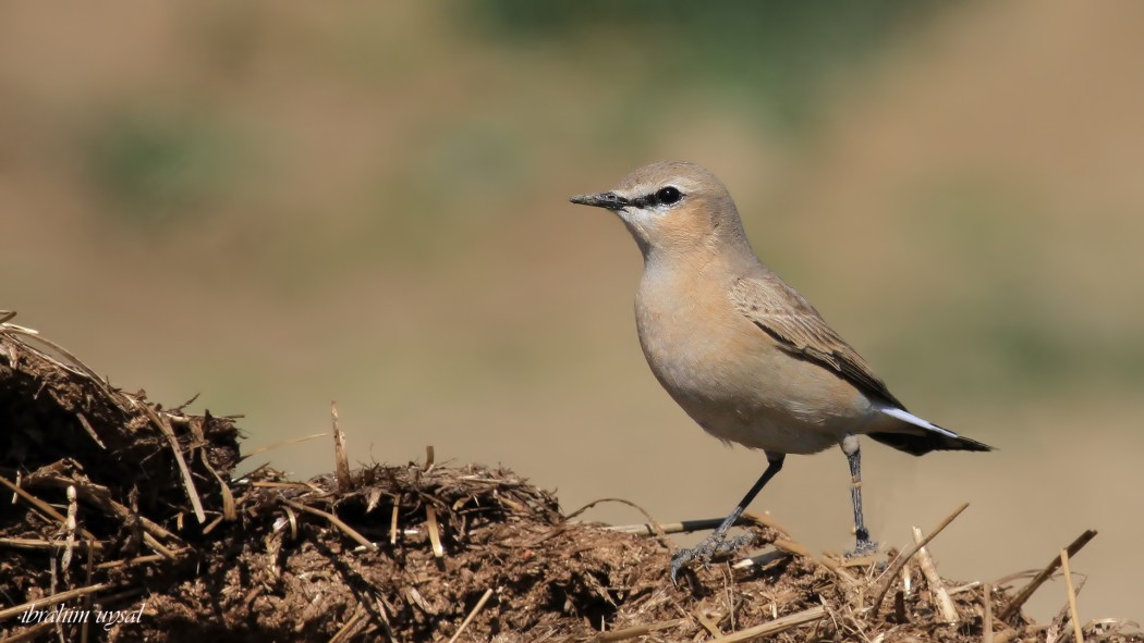 Isabelline Wheatear