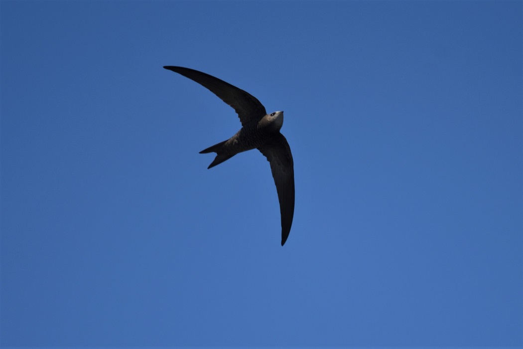 Pallid Swift