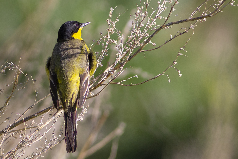 Western Yellow Wagtail